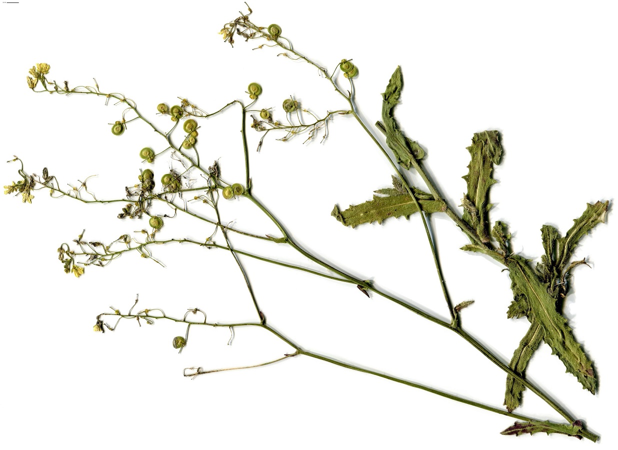 Biscutella flexuosa (Brassicaceae)